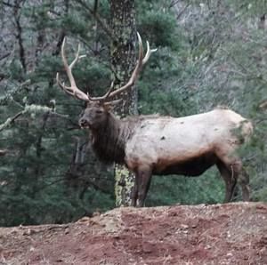 Meet your Posher, Troy